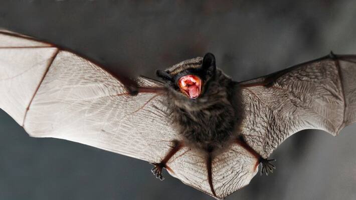 kid attacked by bat hospitalized with rare case of rabies kid attacked by bat hospitalized with rare case of rabies