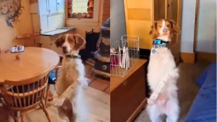 dog walks like a human dog walks like a human