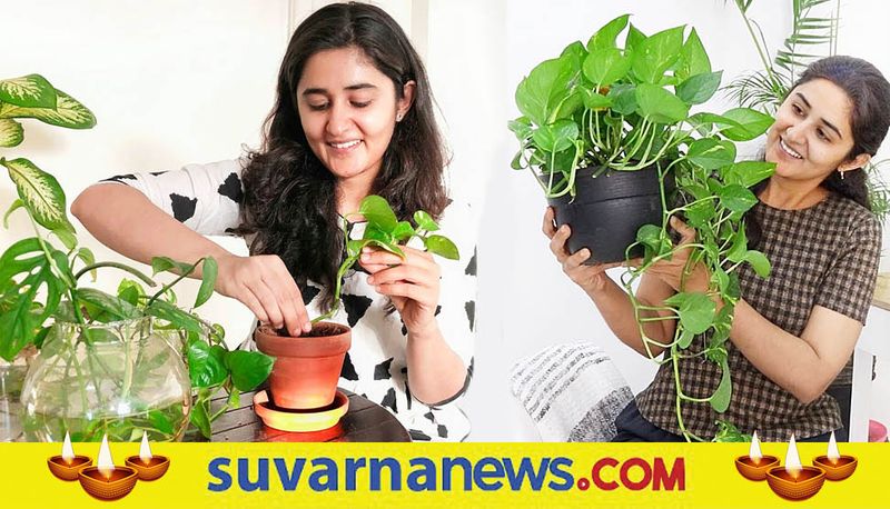 Avoid these 5 mistakes while planting a money plant in your home