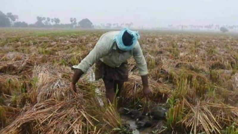 Committee of Ministers to inspect crop damage in Delta