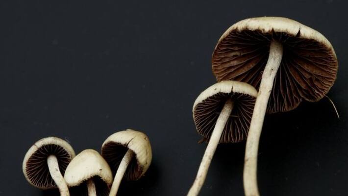 medicinal potential of magic mushroom is being researched medicinal potential of magic mushroom is being researched
