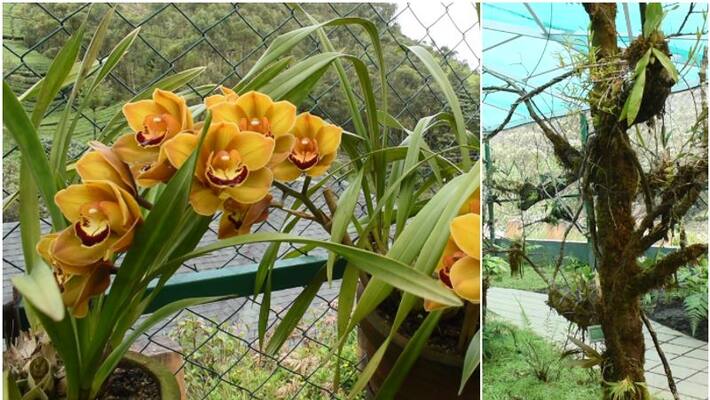 Eravikulam National Park orchid collection Eravikulam National Park orchid collection
