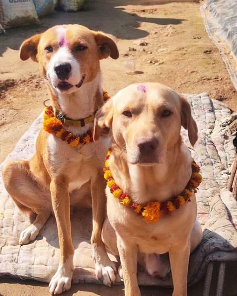 The festival of worshipping dogs