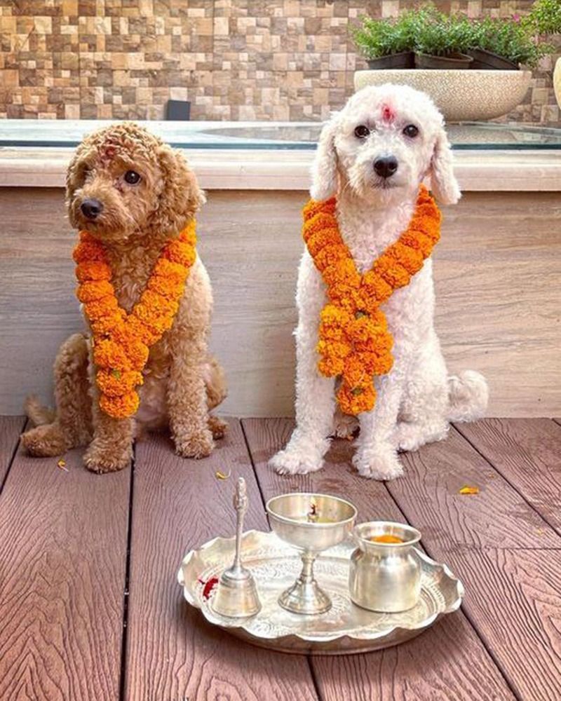 The festival of worshipping dogs