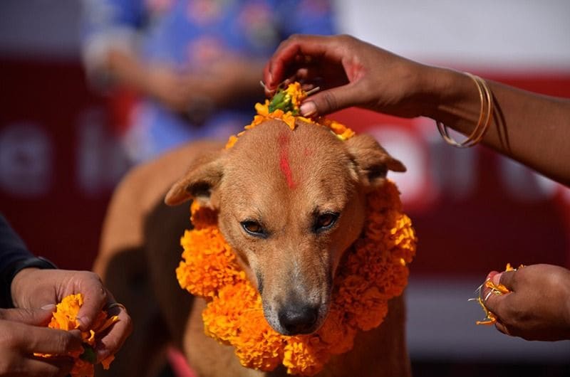 The festival of worshipping dogs