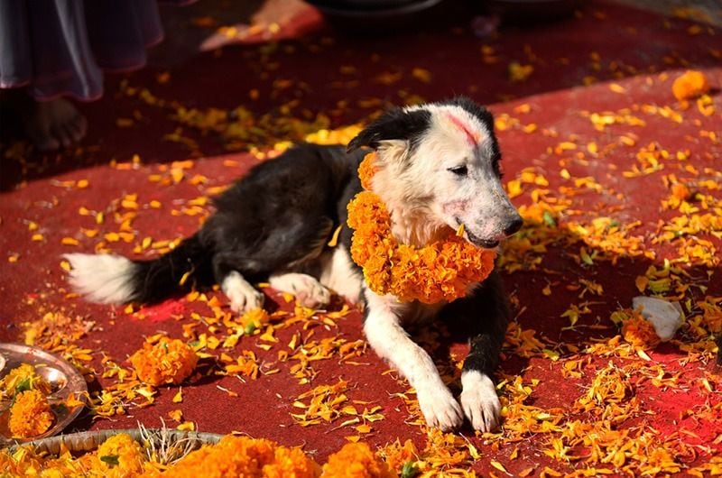 The festival of worshipping dogs