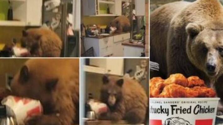 Bear breaks into home to eat fried chicken Bear breaks into home to eat fried chicken