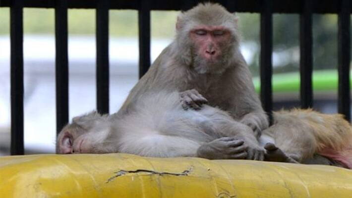 Bus run over monkey driver pays 2 and a half lakh as fine in up Bus run over monkey driver pays 2 and a half lakh as fine in up