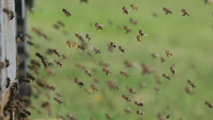 man running away from bees attacked by Piranhas and died man running away from bees attacked by Piranhas and died