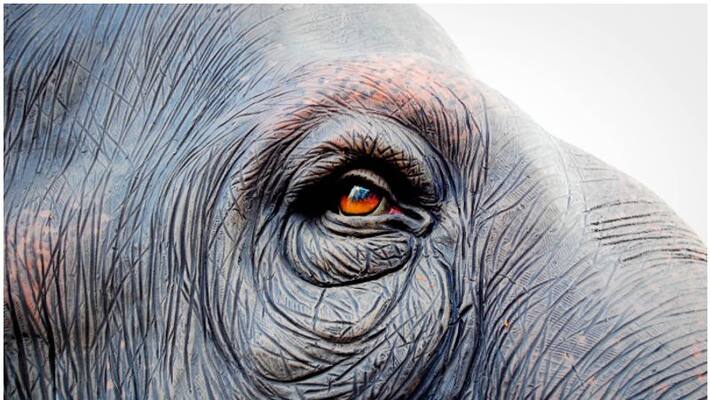 students left home for seeing and buying elephant brought back students left home for seeing and buying elephant brought back