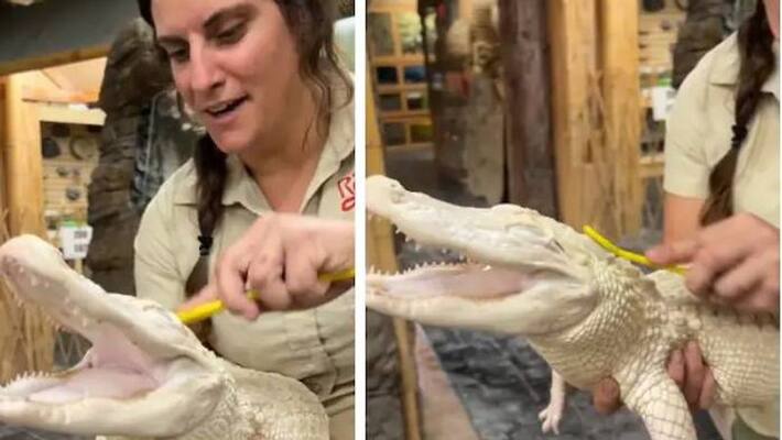 zookeeper scrubs baby alligator video zookeeper scrubs baby alligator video