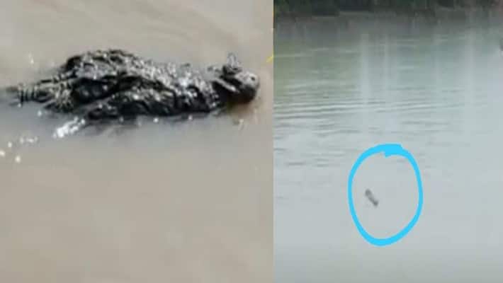Crocodile panic on the banks of the river across Murshidabad on Chhath Puja bpsb Crocodile panic on the banks of the river across Murshidabad on Chhath Puja bpsb