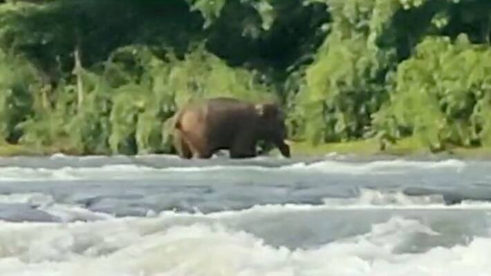 wild animals attack on ayyampuzha village, residents to strike wild animals attack on ayyampuzha village, residents to strike