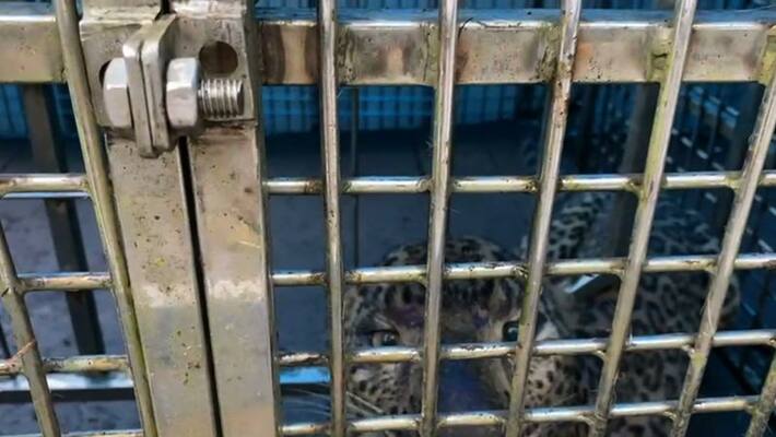 forest department caught the leapard in konni forest department caught the leapard in konni
