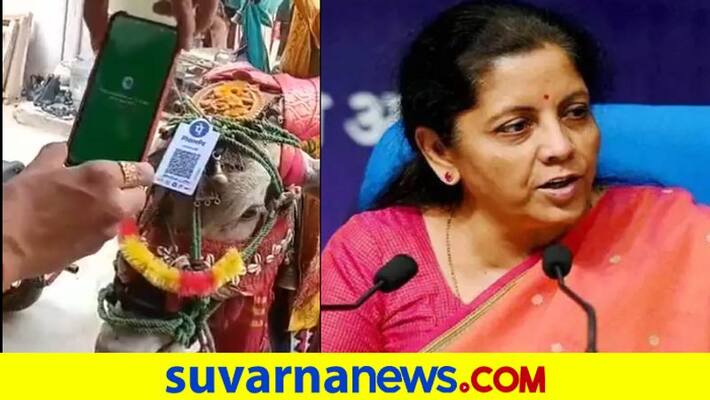 QR code on oxen head example for digital payment revolution said FM Nirmala Sitaraman QR code on oxen head example for digital payment revolution said FM Nirmala Sitaraman