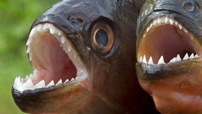 Brazil man eaten by piranha fish after jumping into lake Brazil man eaten by piranha fish after jumping into lake