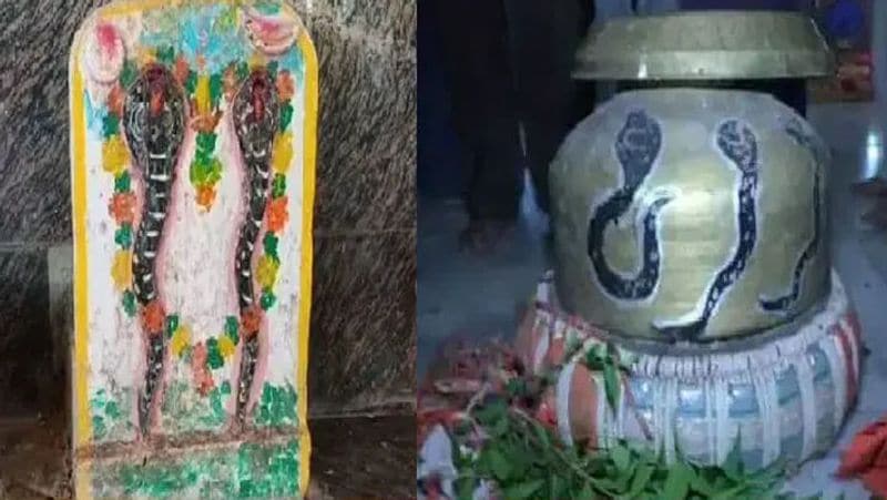 Madhya Pradesh MP Sehore Snake court in Lasudia Parihar village Nagdev explains reason for bite
