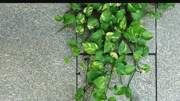 Avoid these mistakes while planting a money plant in your home Avoid these mistakes while planting a money plant in your home