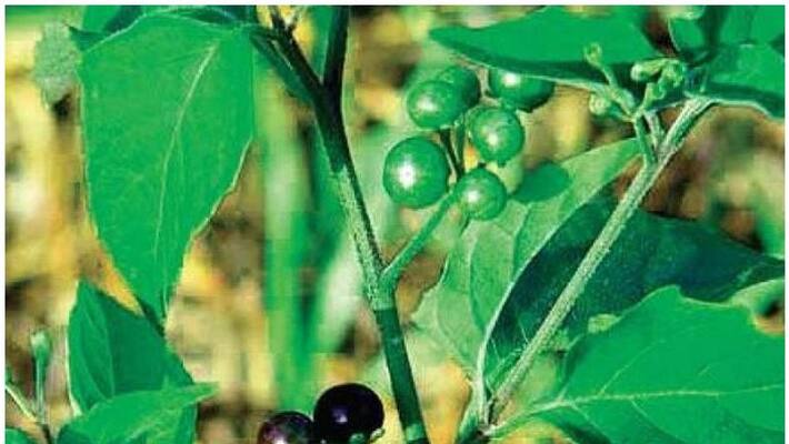 Kerala local herb 'Manathakkali' approved for liver cancer Kerala local herb 'Manathakkali' approved for liver cancer