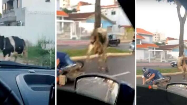 Angry Cow Runs Onto Road Knocks Down Motorcyclist At Brazil Angry Cow Runs Onto Road Knocks Down Motorcyclist At Brazil