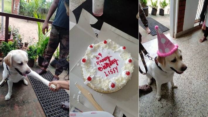 Police dog Lizzie s birthday party at a childcare center Police dog Lizzie s birthday party at a childcare center