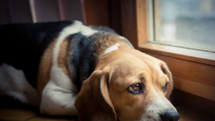 Alpha variant found dogs and cats study Alpha variant found dogs and cats study