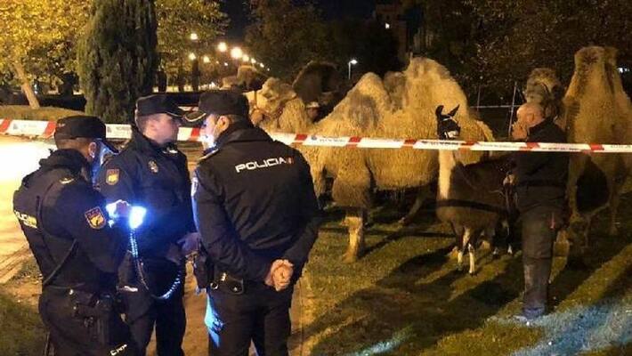 camel and llama escaped from circus and wander streets camel and llama escaped from circus and wander streets