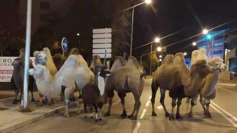 camel and llama escaped from circus and wander streets