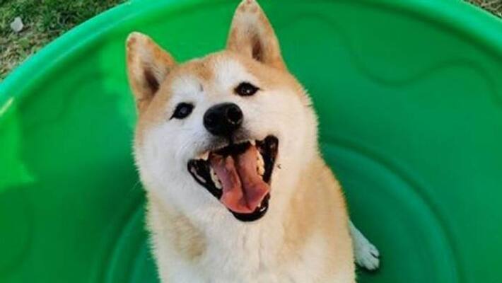 abandoned dog auctioned for rs 18 lakhs abandoned dog auctioned for rs 18 lakhs