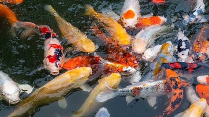 man stealing koi carp jailed man stealing koi carp jailed