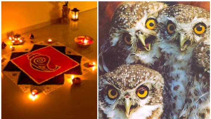 why diwali festival time becomes doomsday for indian owls why diwali festival time becomes doomsday for indian owls