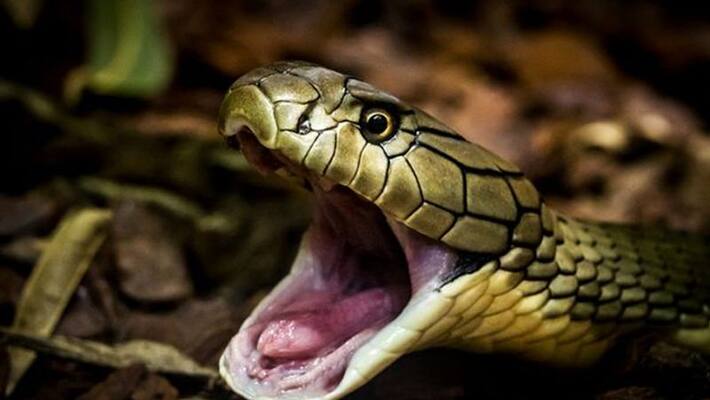 Netherlands cobra bitten in private part of man sitting in toilet Netherlands cobra bitten in private part of man sitting in toilet