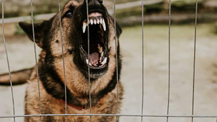 USA dog chewed on the girl lip while trying to kiss in Utah USA dog chewed on the girl lip while trying to kiss in Utah