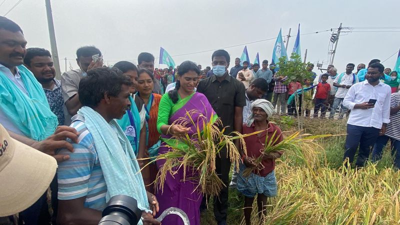 ys sharmila prajaprastana padayatra continued in nalgonda