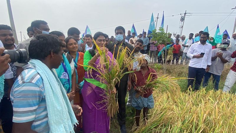 ys sharmila prajaprastana padayatra continued in nalgonda