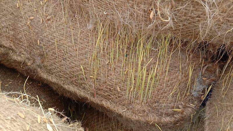 purchase of paddy online to prevent wastage of paddy due to rains
