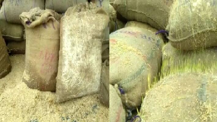 Paddy germinated in bundles at Buthalur Paddy germinated in bundles at Buthalur