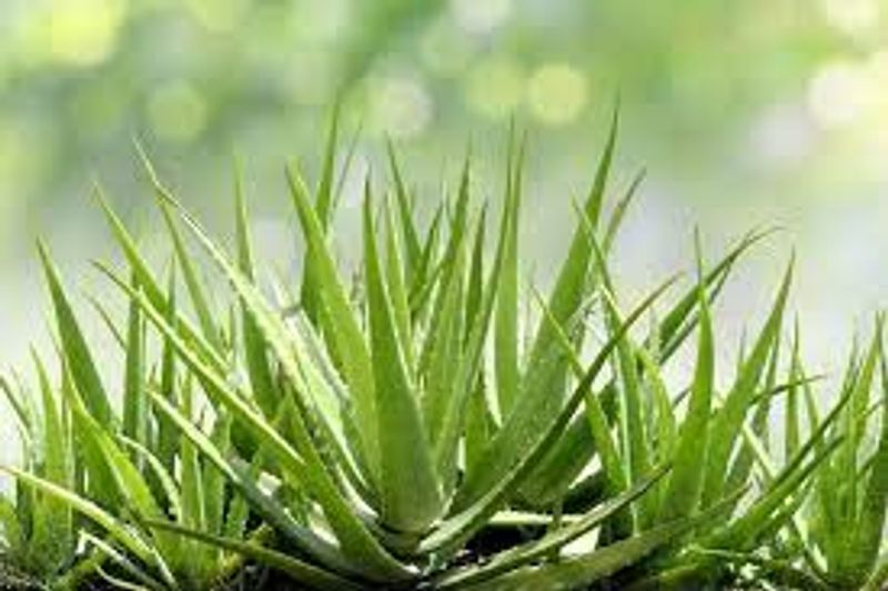 Best home remedies for beautyfull eyebrows full details are here