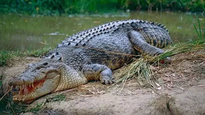 uttar pradesh, younger brother saves his brother from crocodile in pilibhit stb uttar pradesh, younger brother saves his brother from crocodile in pilibhit stb