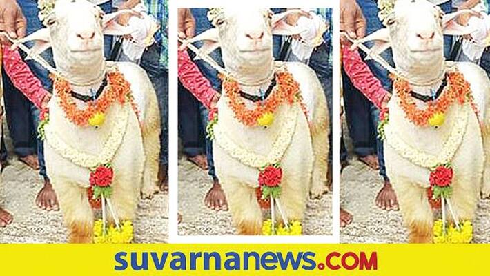 bandur sheep sold for nearly rs 2 lakh in mandya snr bandur sheep sold for nearly rs 2 lakh in mandya snr