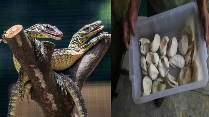 this Surabaya zoo breeds Komodo dragons this Surabaya zoo breeds Komodo dragons