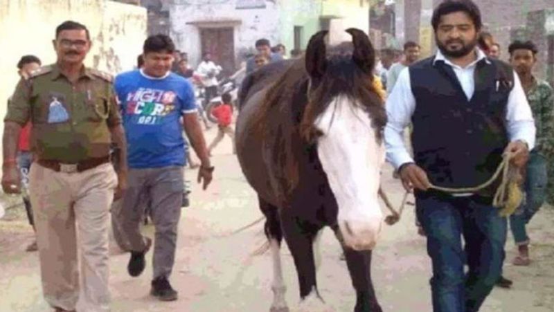 UP Rampur Police searching for black mare of Congress leader Nazish Khan UDT