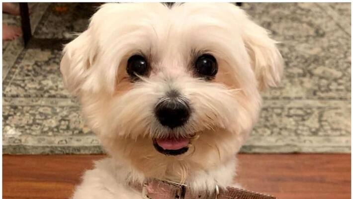 Indian woman offer AED 6000 reward for finding her missing pet dog in UAE Indian woman offer AED 6000 reward for finding her missing pet dog in UAE