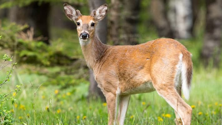 coronavirus america white tailed deer spreading covid 19 coronavirus america white tailed deer spreading covid 19