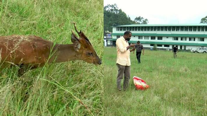 goat was injured in a dog attack Delay in arrival of rangers protest goat was injured in a dog attack Delay in arrival of rangers protest