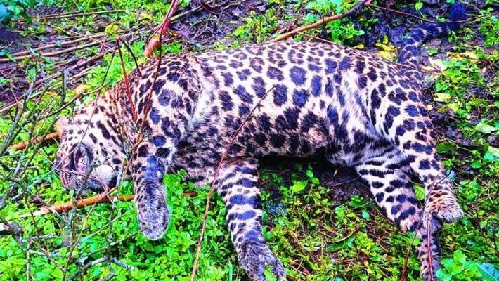 leopard was found dead in the Marayoor plantation area leopard was found dead in the Marayoor plantation area