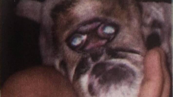 lamb has a face resembling a pug Born in Varkala lamb has a face resembling a pug Born in Varkala