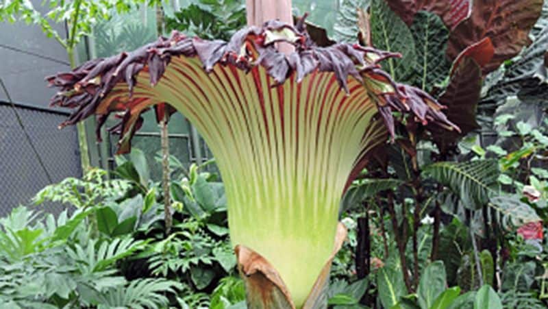 California san diego botanic gardens crowds to see amorphophallus titanum in Encinitas kpn
