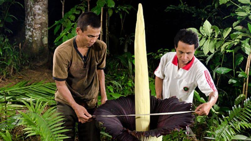 California san diego botanic gardens crowds to see amorphophallus titanum in Encinitas kpn