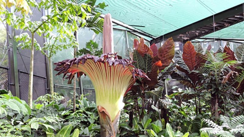 California san diego botanic gardens crowds to see amorphophallus titanum in Encinitas kpn